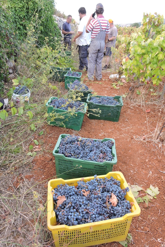 The last boxes of grapes